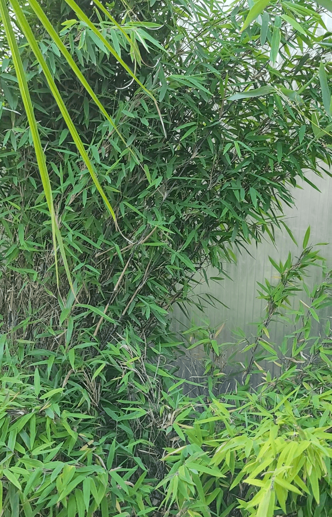 Phyllostachys Bissetti